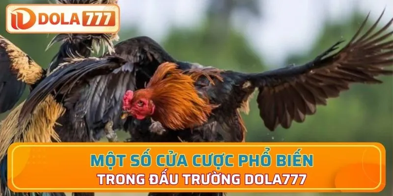 3 cửa cược cực hot khi tham gia đấu gà
