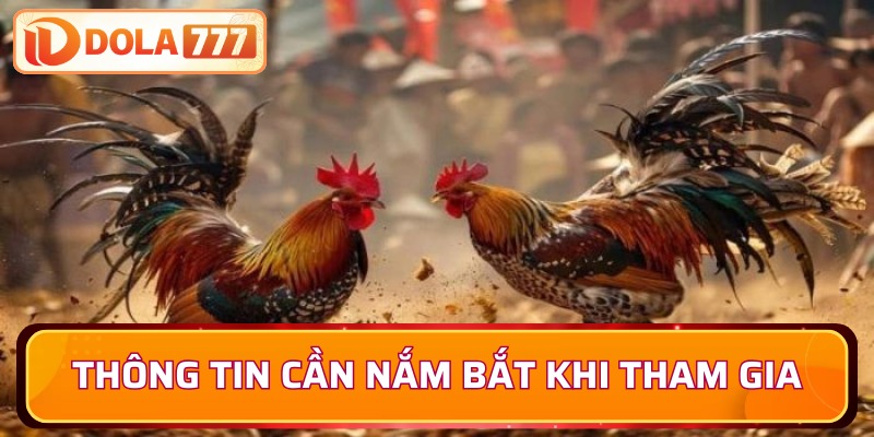 Chuẩn bị kỹ khi tham gia đá gà Thomo C2 hôm nay