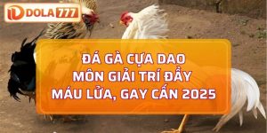 đá gà cựa dao