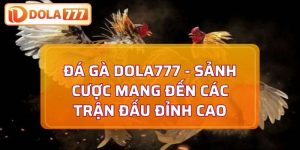 đá gà Dola777