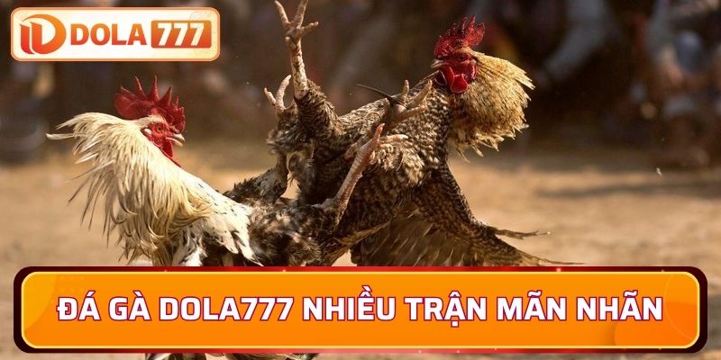 Đá gà Dola777 mang đến nhiều trận mãn nhãn