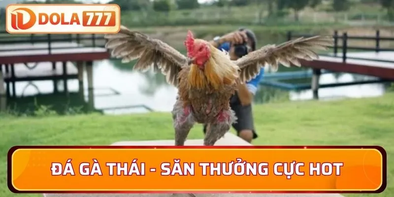 Đá gà thái - Săn thưởng cực hot đầu năm 2025