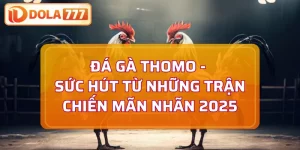 Đá gà Thomo