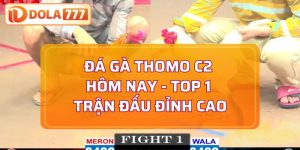 Đá gà Thomo C2 hôm nay