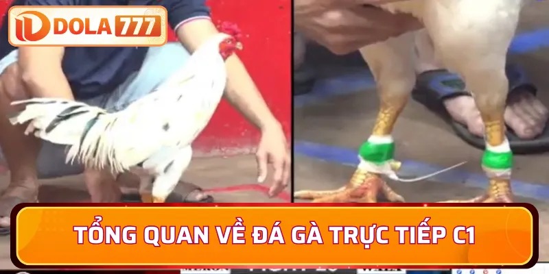 Giới thiệu tổng quan về đá gà trực tiếp c1