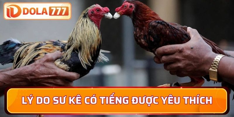 Lý do những sư kê có tiếng lại được yêu thích