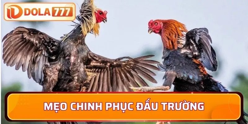 Mẹo hiệu quả giúp bạn chinh phục đấu trường