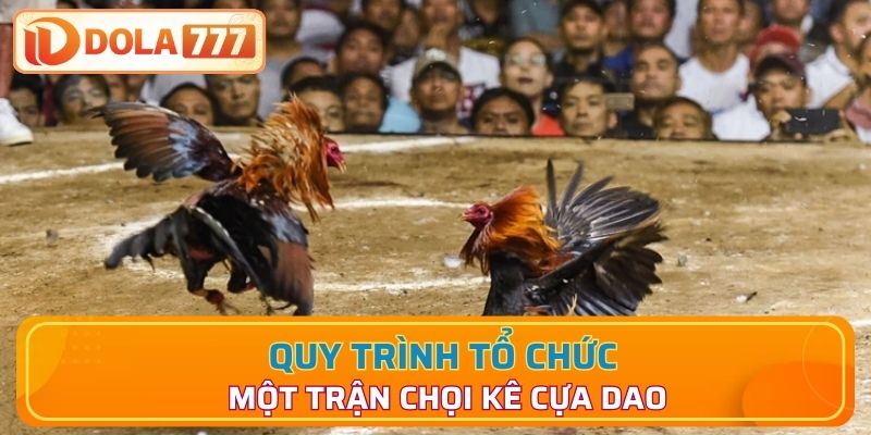 Quy trình tổ chức một trận đá gà cựa dao chuyên nghiệp
