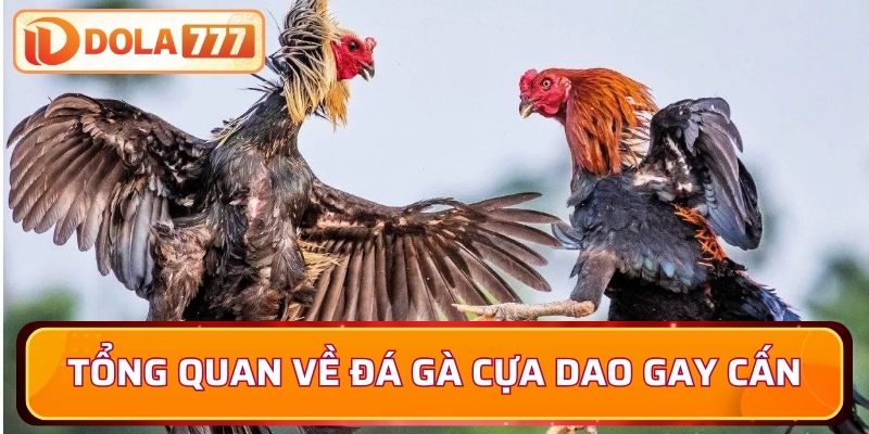 Tổng quan về đá gà cựa dao gay cấn