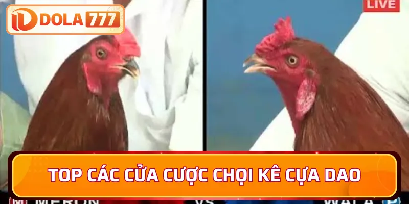 Top các cửa cược chọi kê cựa dao tại Dola777