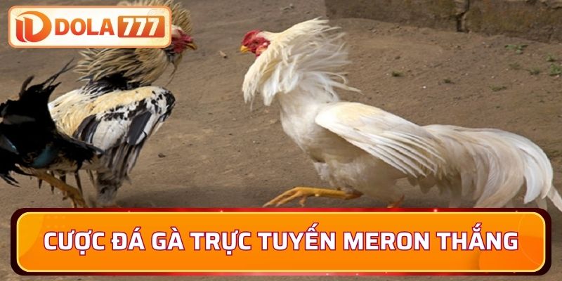 Trải nghiệm cược đá gà trực tuyến Meron cơ hội thắng cực cao