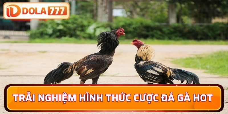 Trải nghiệm hình thức cược đá gà hot nhất thị trường