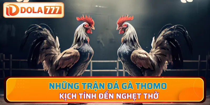 Ưu điểm nổi bật của chọi kê Thomo
